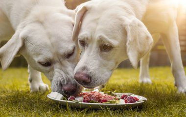 Fixing Food Aggression in Dogs