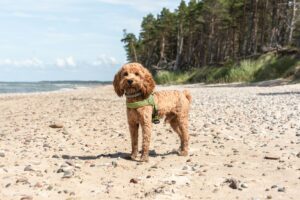Keeping Your Dog Active When It’s Too Hot Outside