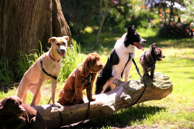 Keeping Your Dog Active When It’s Too Hot Outside