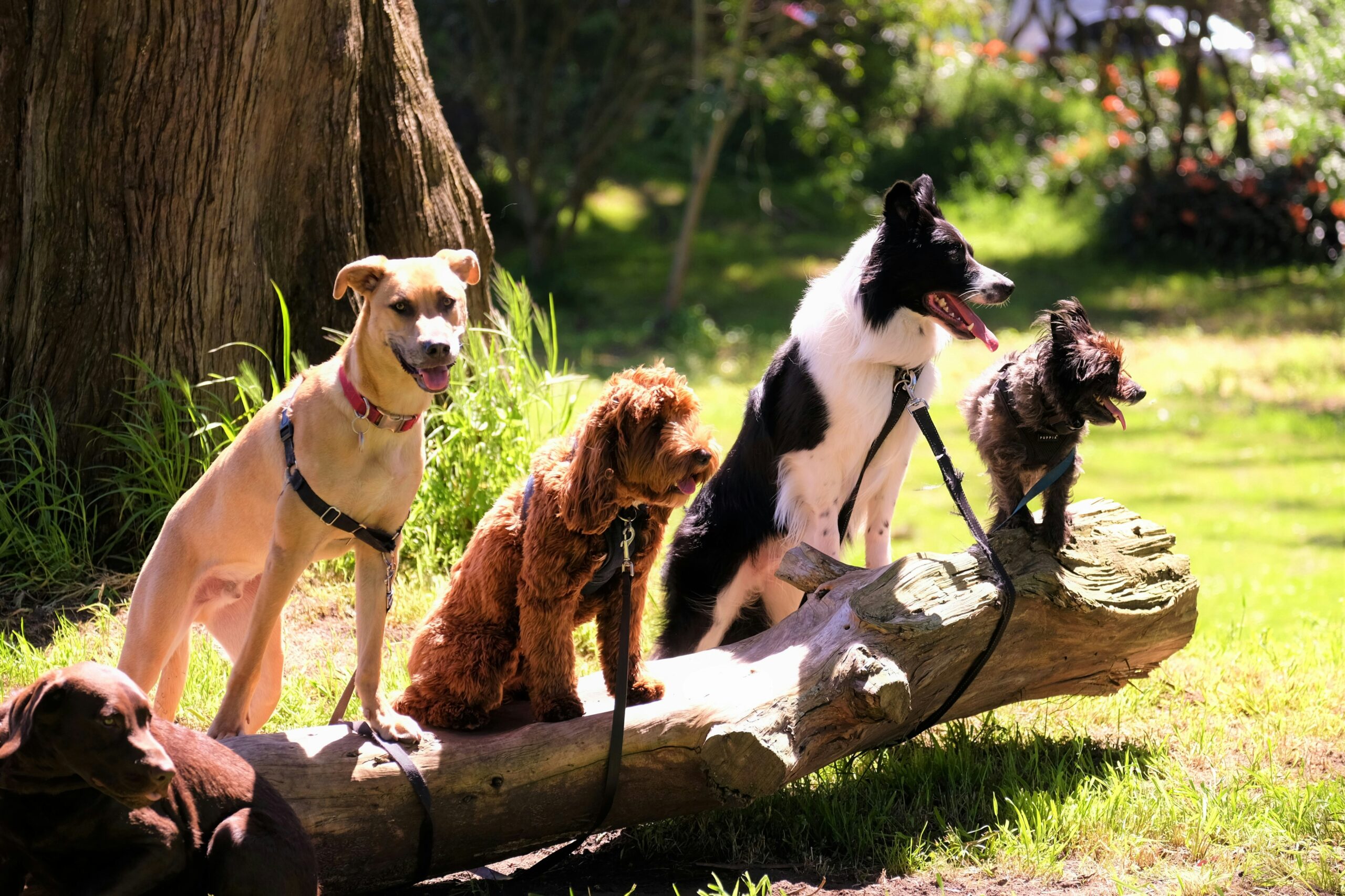 Keeping Your Dog Active When It’s Too Hot Outside