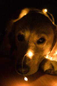 Surviving Fourth of July: Noise Anxiety and Fireworks