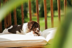 Backyard Safety for Dogs: BBQs, Kids, and Distractions