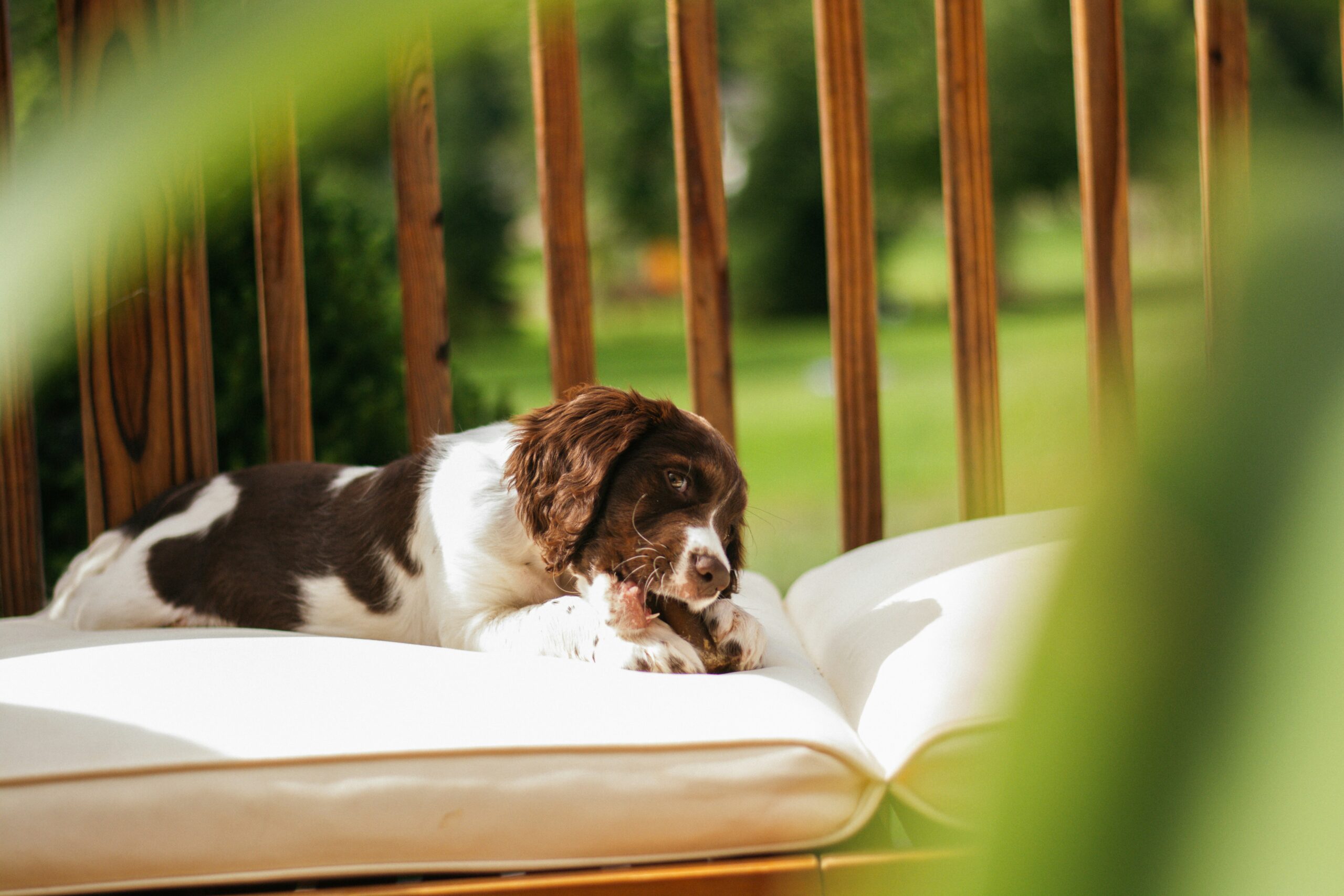 Backyard Safety for Dogs: BBQs, Kids, and Distractions