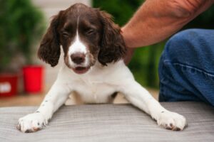 Backyard Safety for Dogs: BBQs, Kids, and Distractions