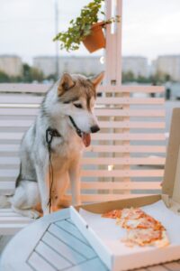 Summer Foods for Dogs