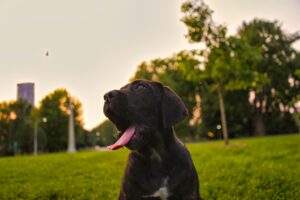 Beat the Heat: Signs of Overheating and How to Prevent It