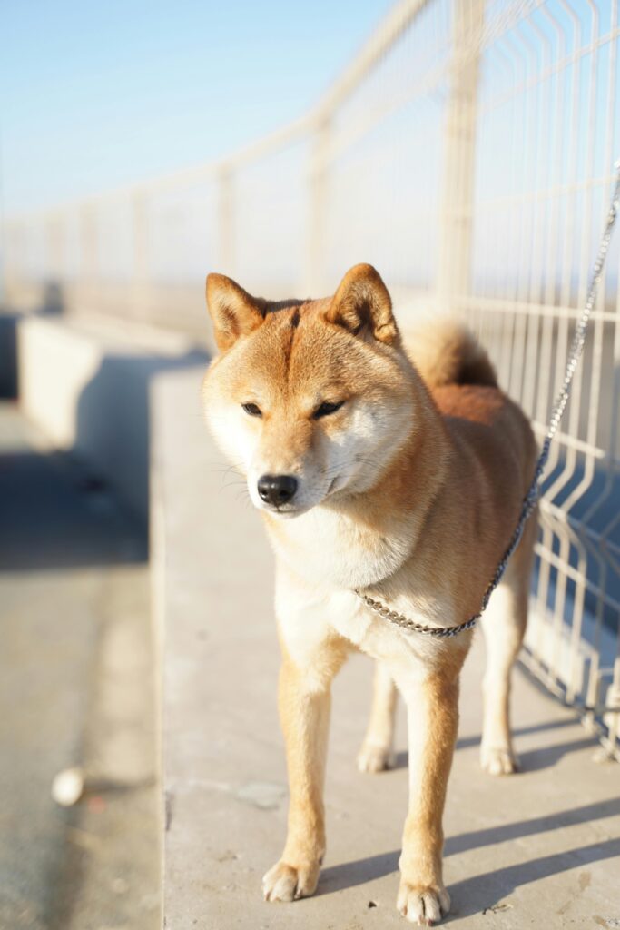 Mastering Loose Leash Walking Before Fall Adventures Begin