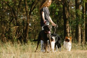 Mastering Loose Leash Walking Before Fall Adventures Begin