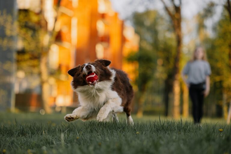Dog Parks vs. Structured Play: What’s Better for Training?