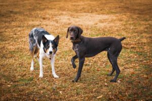 Top 5 Exciting Fall Dog Activities That Reinforce Obedience