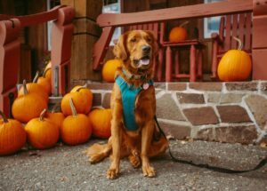 Spooky Halloween with Dogs: Fun Costumes, Candy, and Chaos