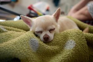 How to Introduce a New Dog and Avoid the Chaos