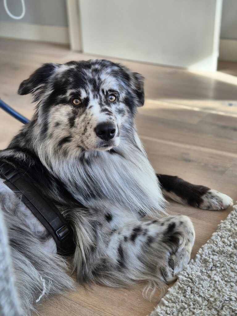 How to Introduce a New Dog and Avoid the Chaos