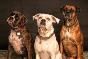 Multi-Dog Success: Expert Training Tips for a Happy Pack