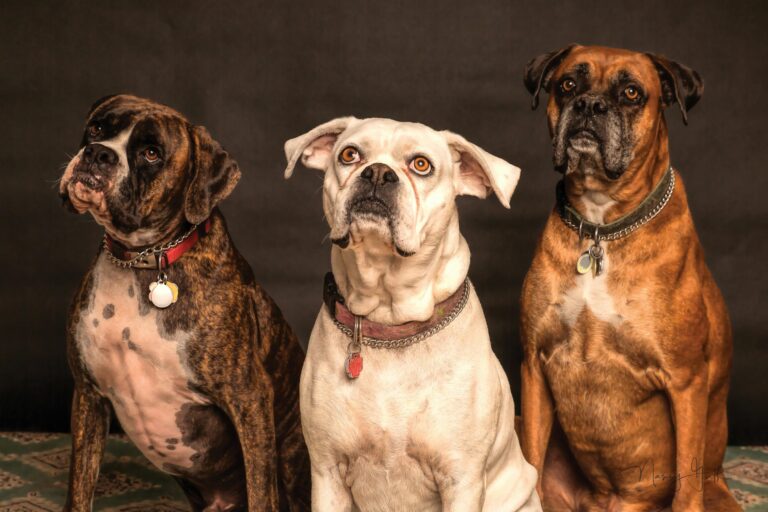 Multi-Dog Success: Expert Training Tips for a Happy Pack