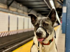 Holiday Season: Amazing Dog Travel Tips Every Owner Needs