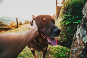 The Complete New Year’s Guide to Successful Training for Your Dog in 2026