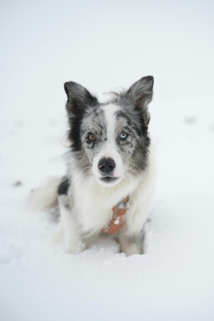 Winter Dog Training: Why Cold Months Are Perfect for Maximum Progress
