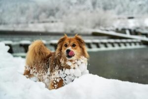 Winter Dog Training: Why Cold Months Are Perfect for Maximum Progress