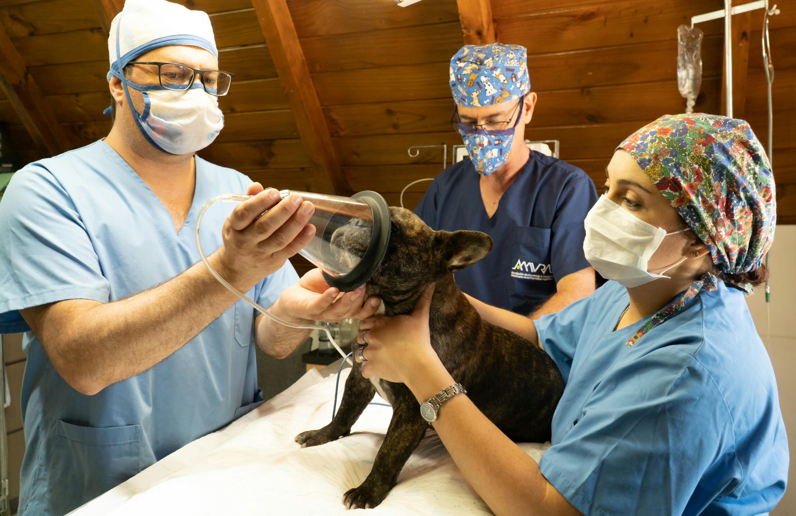 Understanding Pet Surgery and the Importance of Proper Aftercare